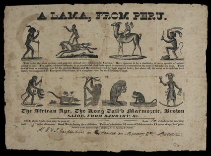 Circus Illustrated Broadside 15.5 x 21.25 printed by Day & Follett of Buffalo, announcing the appearance of A Lama, From Peru along with entertainment by monkeys and apes, and
boasting of its headliner that This is the most curious and